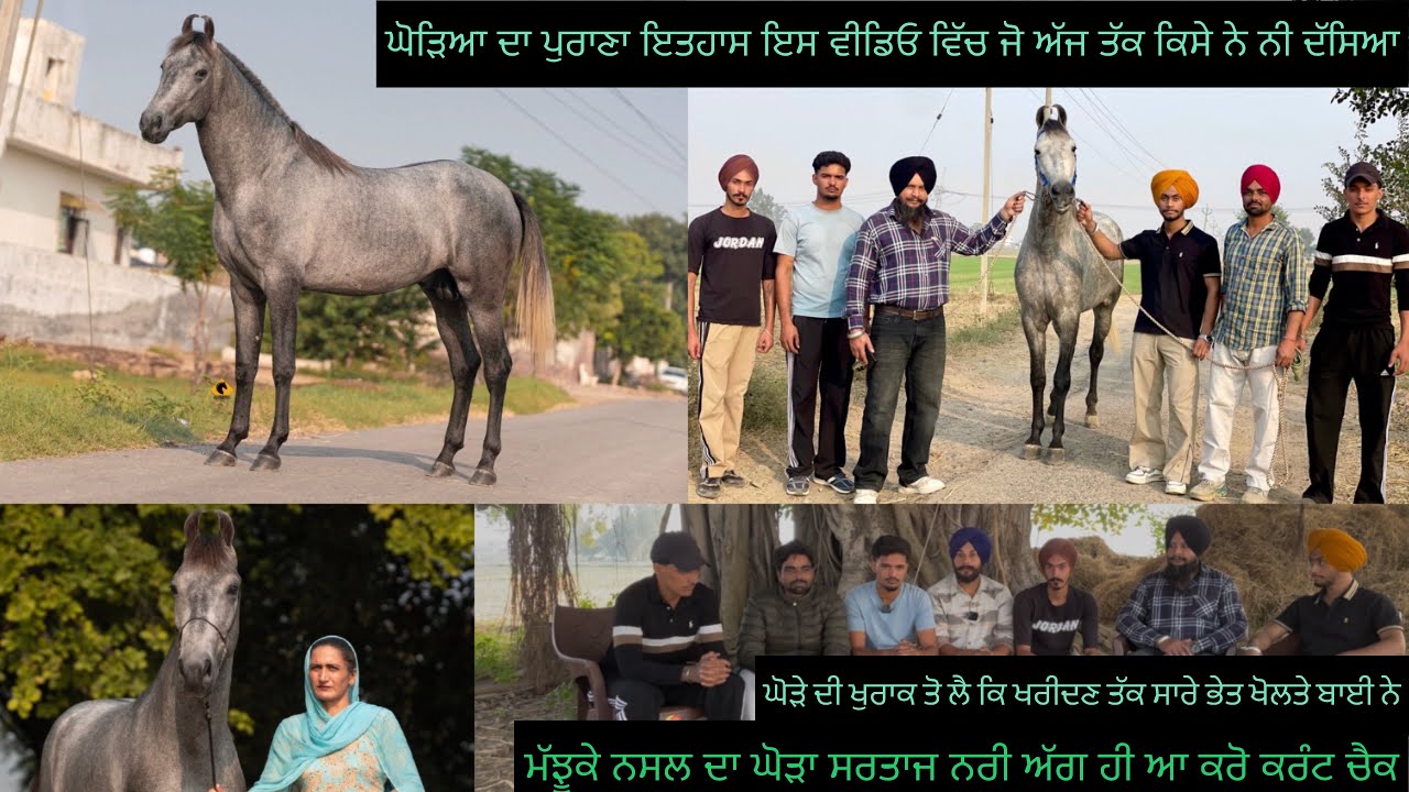 ਕੁਝ ਦਿਨਾ ਦਾ ਬਸੇਰਾ ਬੇਬੇ ਨੇ ਪੁੱਤਾ ਵਾਂਗ ਪਾਲ ਕਿ ਤਿੰਨ ਸਾਲਾ ‘ਚ ਧਰਤੀ ਧੱਕ ਘੋੜਾ ਬਣਾ ਤਾ ਘੋੜਾ ਵੀ ਨਰੀ ਅੱਗ ਹੀ ਆ!