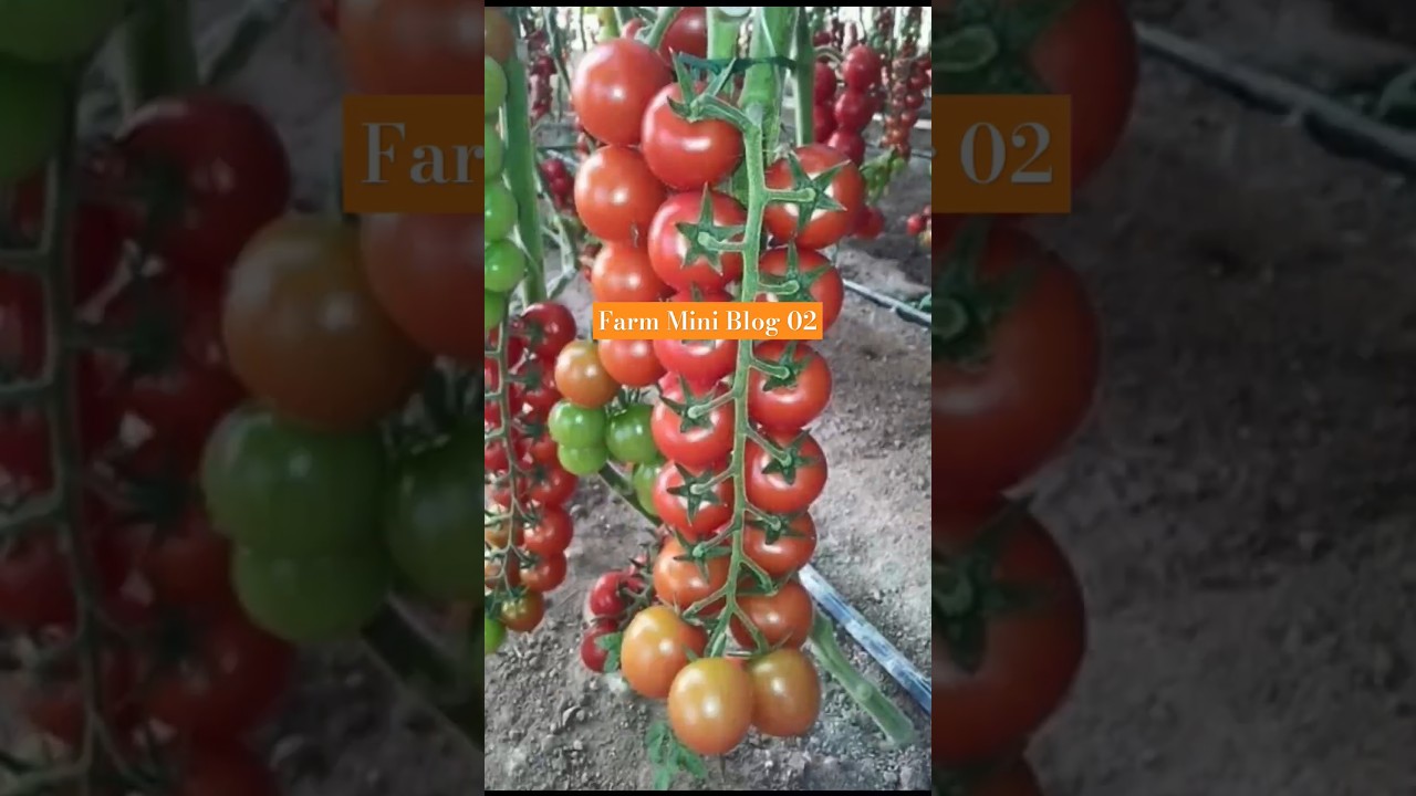 Farm Mini Blog 02 || Farming Blog  #Farmblog #farming #kheti #agriculture #blog #kheti