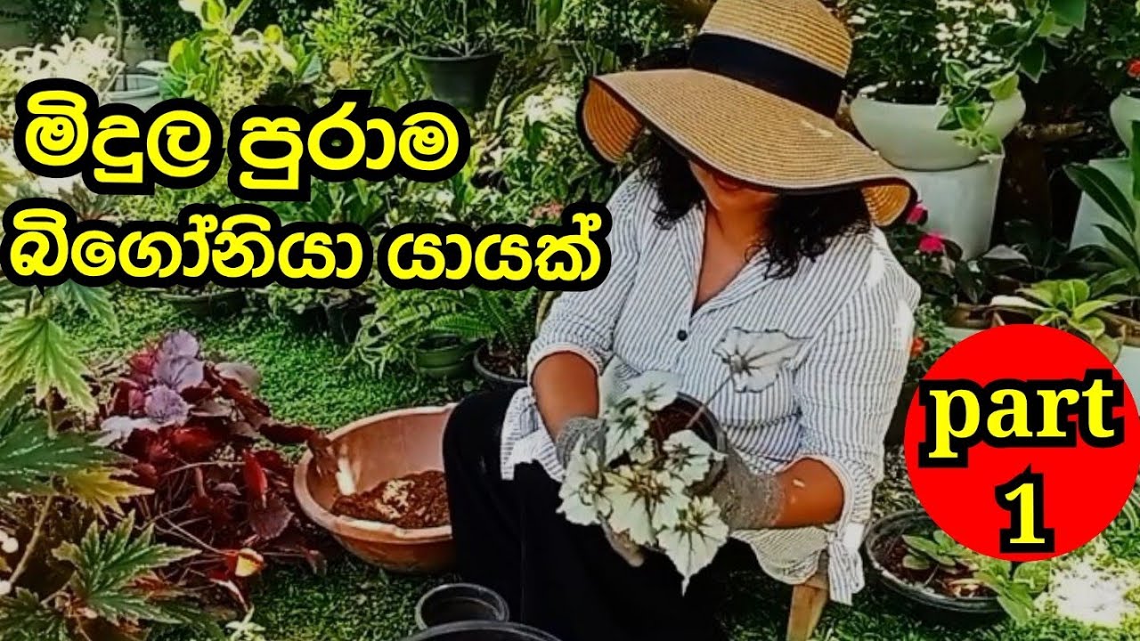 බිගෝනියා වගාව මුල සිට සරළවම  how to care for begonias #begonia 