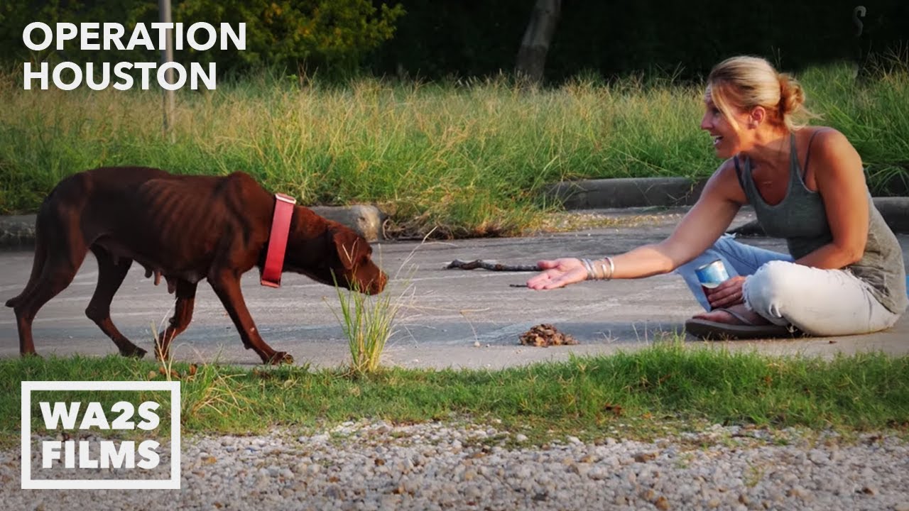 Hope for Dogs Rescue Hungry Dogs After Hurricane Harvey in Houston #StrayDogCity