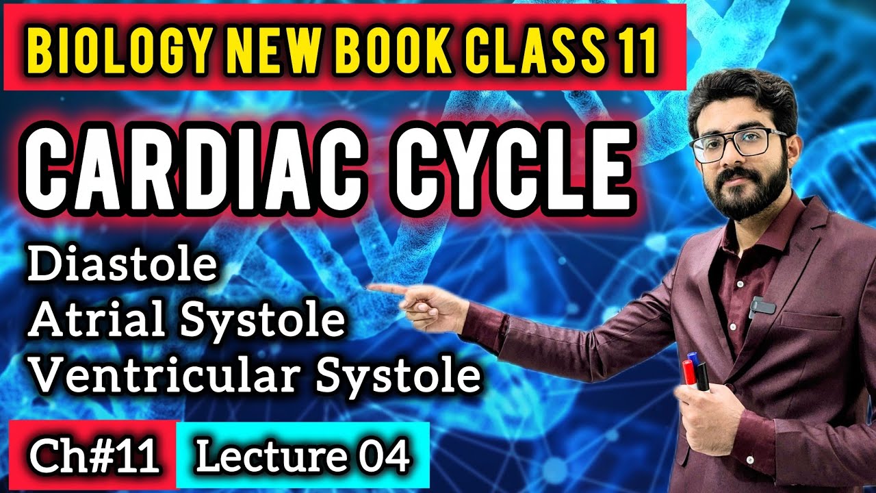 Cardiac Cycle Class 11 | Diastole, Atrial Systole & Ventricular Systole | Biology New Book