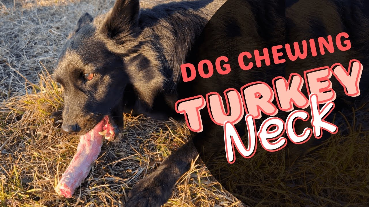 Relaxing Chewing Sounds | Ragnar Eats a Turkey Neck on a Sunny Winter Day (モグモグ音)
