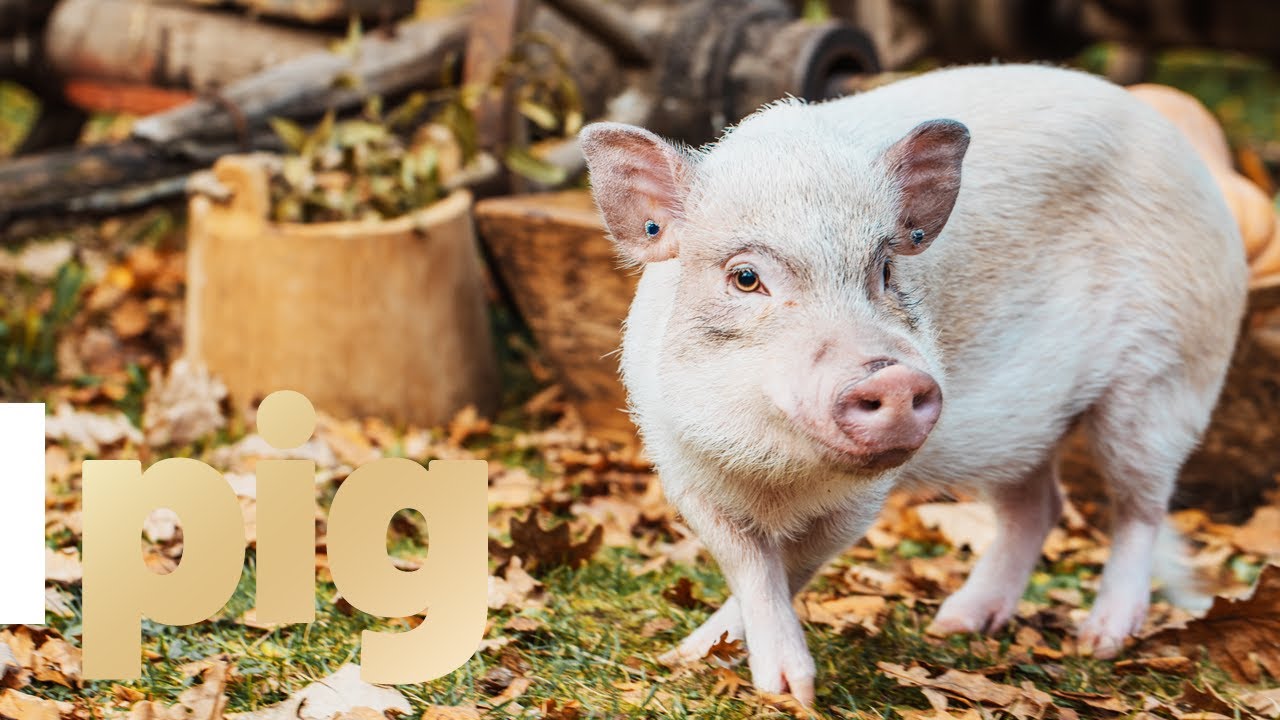 Let's Learn Farm Animals Pig