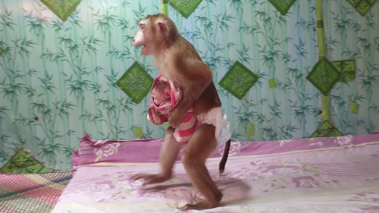 Great brother monkey Yoko hold little Yoya for mom wear Diaper