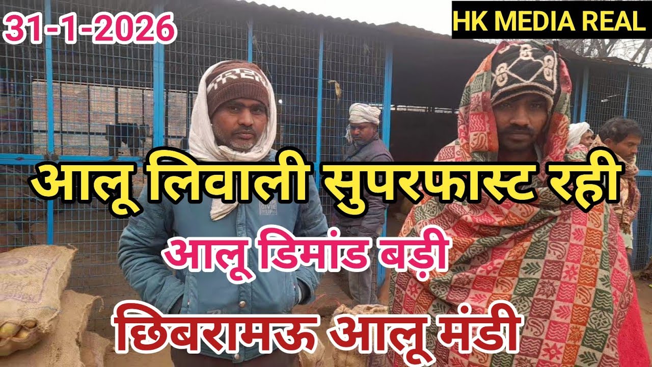 31-जनवरी-2026- आलू बाजार की लिवाली सुपरफास्ट रही, आलू बाजार रहे स्थिर, लाल आलू की डिमांड जबरदस्त 