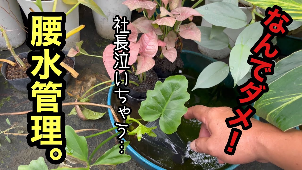 なんで水を溜めちゃダメなの⁉︎腰水管理を深掘りします。