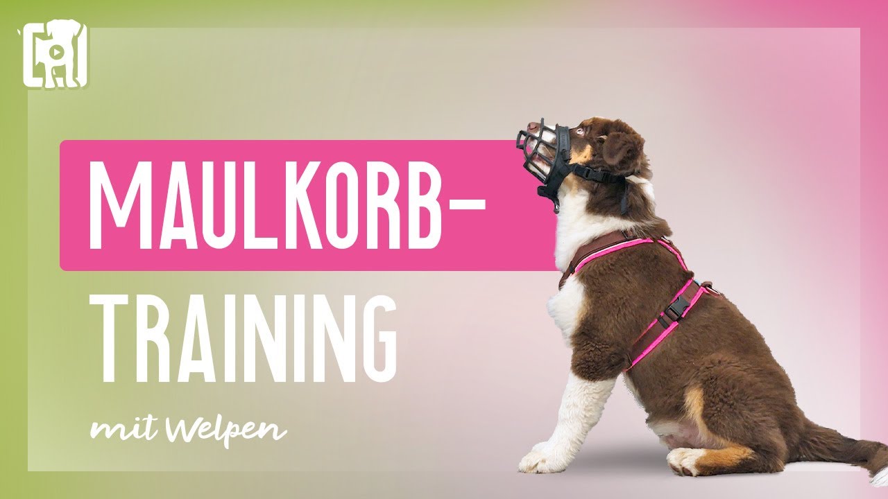 Maulkorbtraining - wie euer Welpe den Maulkorb lieben lernt!