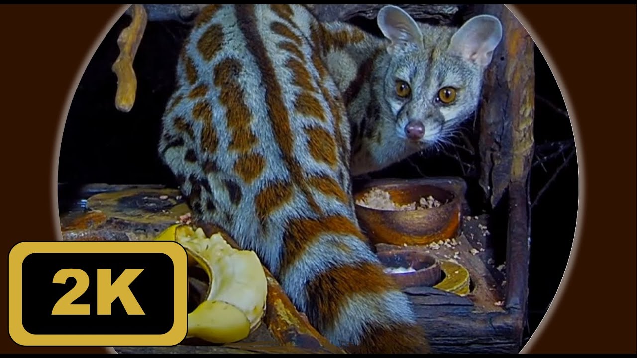 Cape Genet (Genetta tigrina) or Rusty-spotted Genet (Genetta maculata) ?