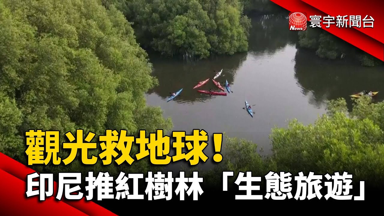 觀光救地球！印尼推紅樹林「生態旅遊」｜#寰宇新聞 @globalnewstw