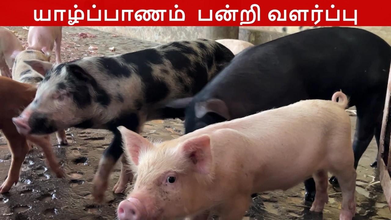 Inside a Goat & Pig Farm in Jaffna | Sri Lanka Village Farming | அடு & பன்றி வளர்பு பண்ணை |