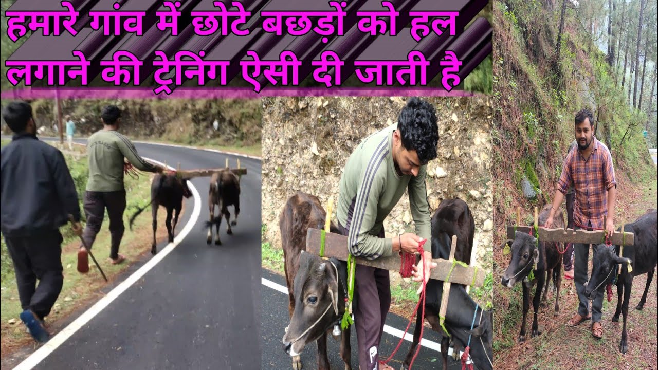 हल लगाने की ट्रेनिंग कैसे दी जाती है | HOW TO TRAINING BULL FOR FARMING | पहाड़ी भाई पी लो चाय