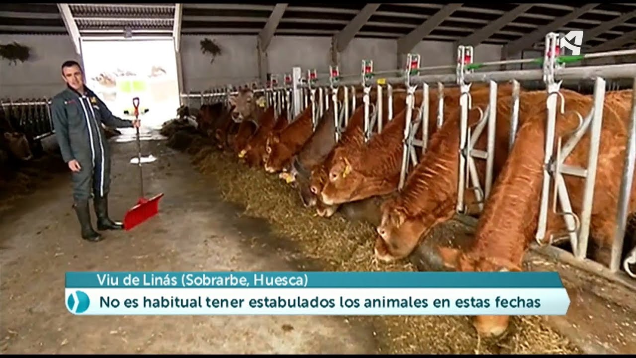 Vacas estabulizadas