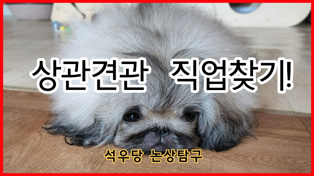 상관견관 직업찾기!