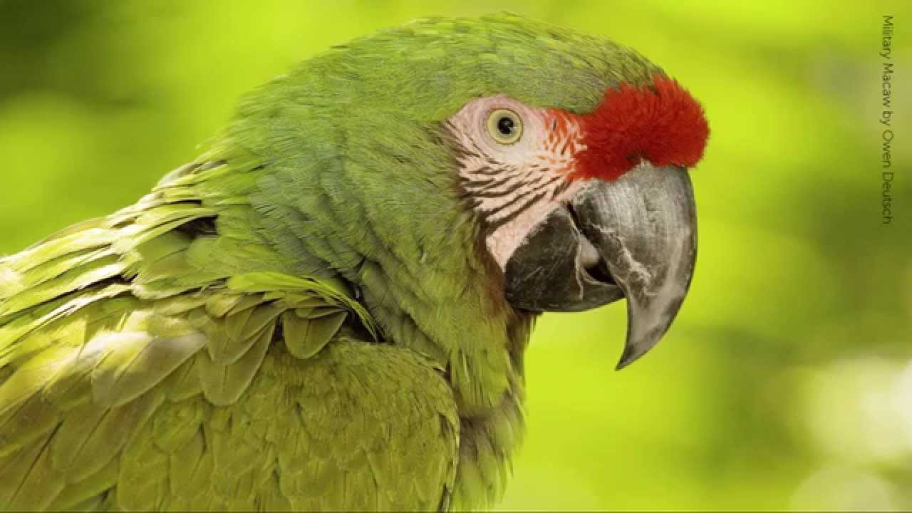 Military Macaw Call