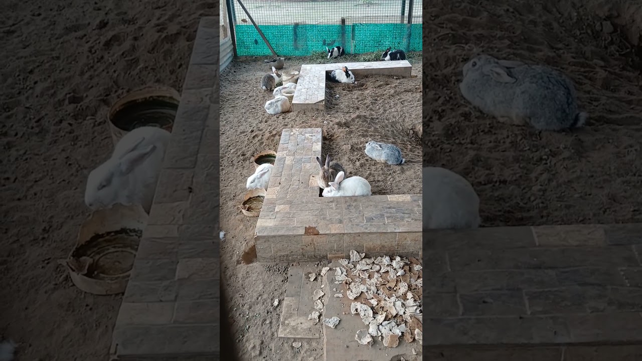 “Bunny Life at Its Cutest!” 