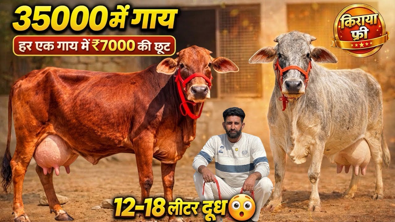 35000 कीमत किराया फ्री 😳 7 गाय बिकाऊ। 12 से 18 लीटर दूध। Lowest Price Cows for sale,  Free Transport