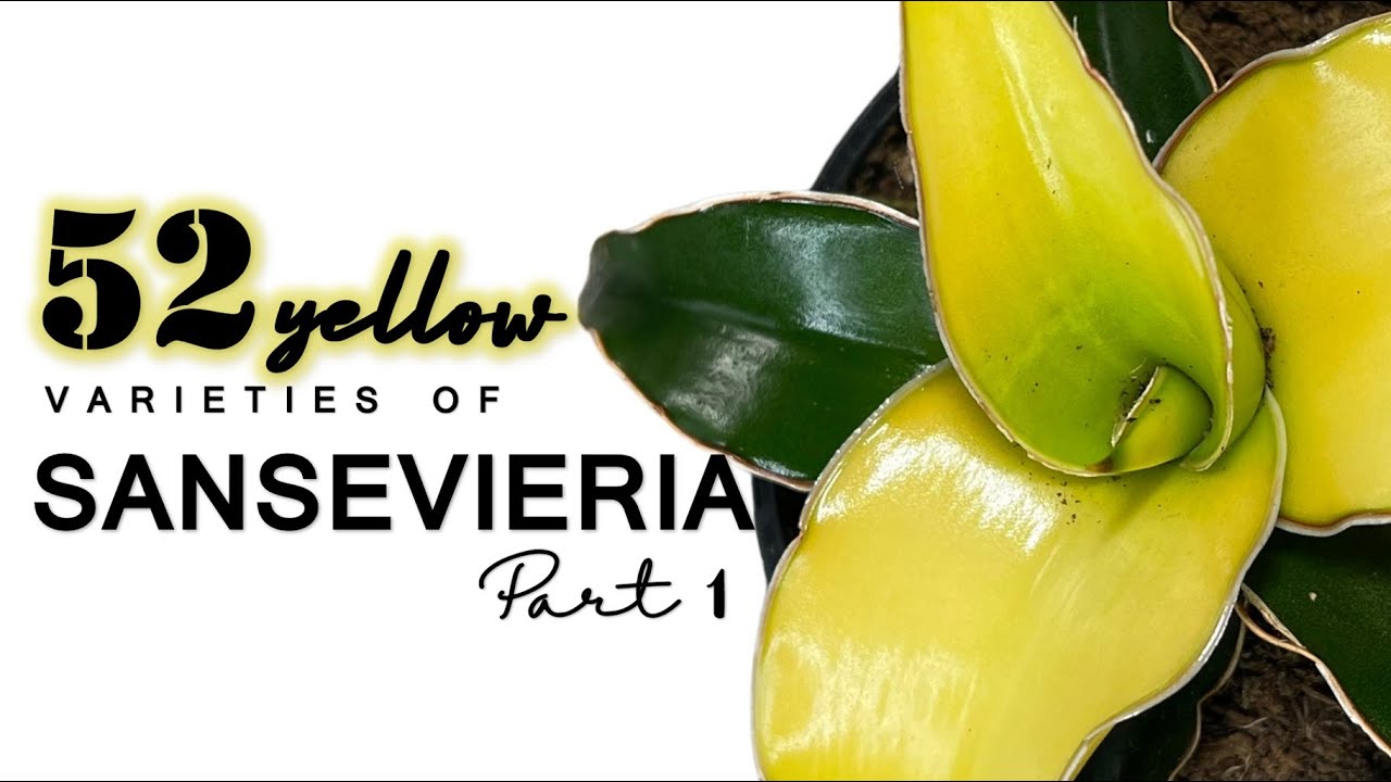 Stunning Yellow Snake Plants: Must-Have Sansevieria Varieties - Part 1 | Sansevieria | Herb Stories
