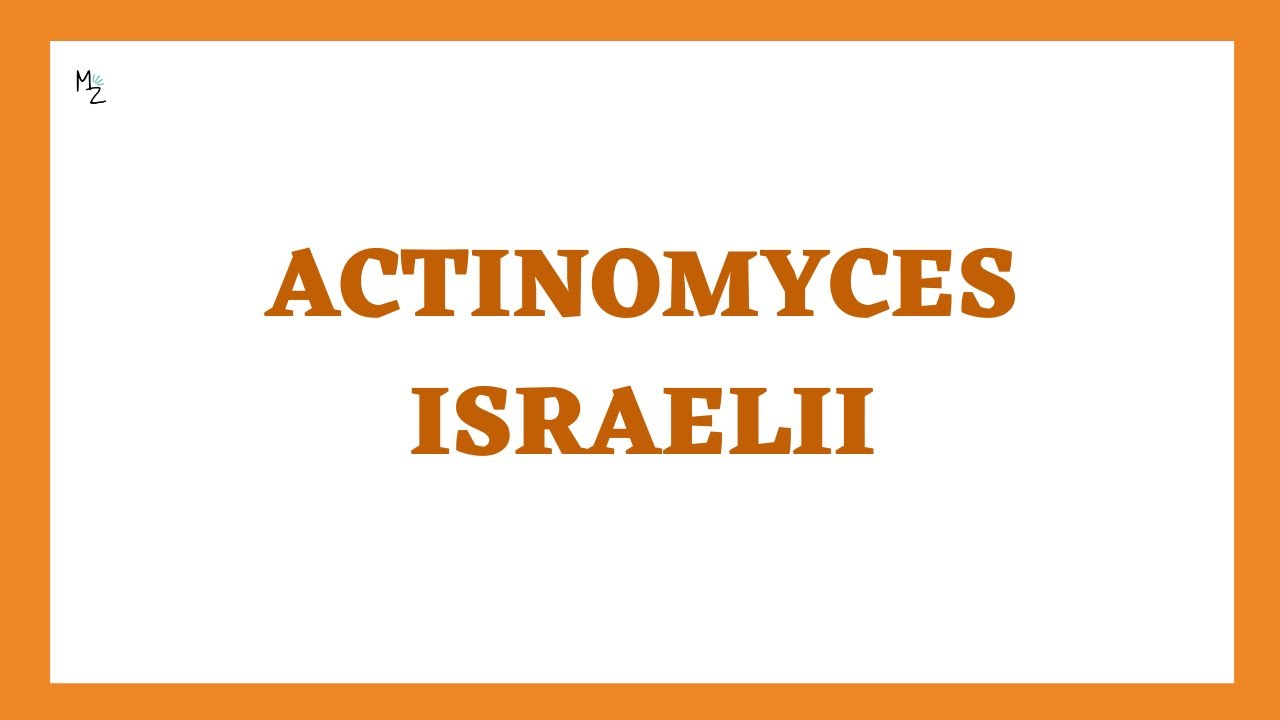 What is the Actinomyces israelii bacillus? Actinomycosis and Cervicofacial Disease