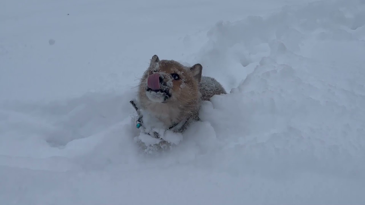 Corgi Puppy in Snow