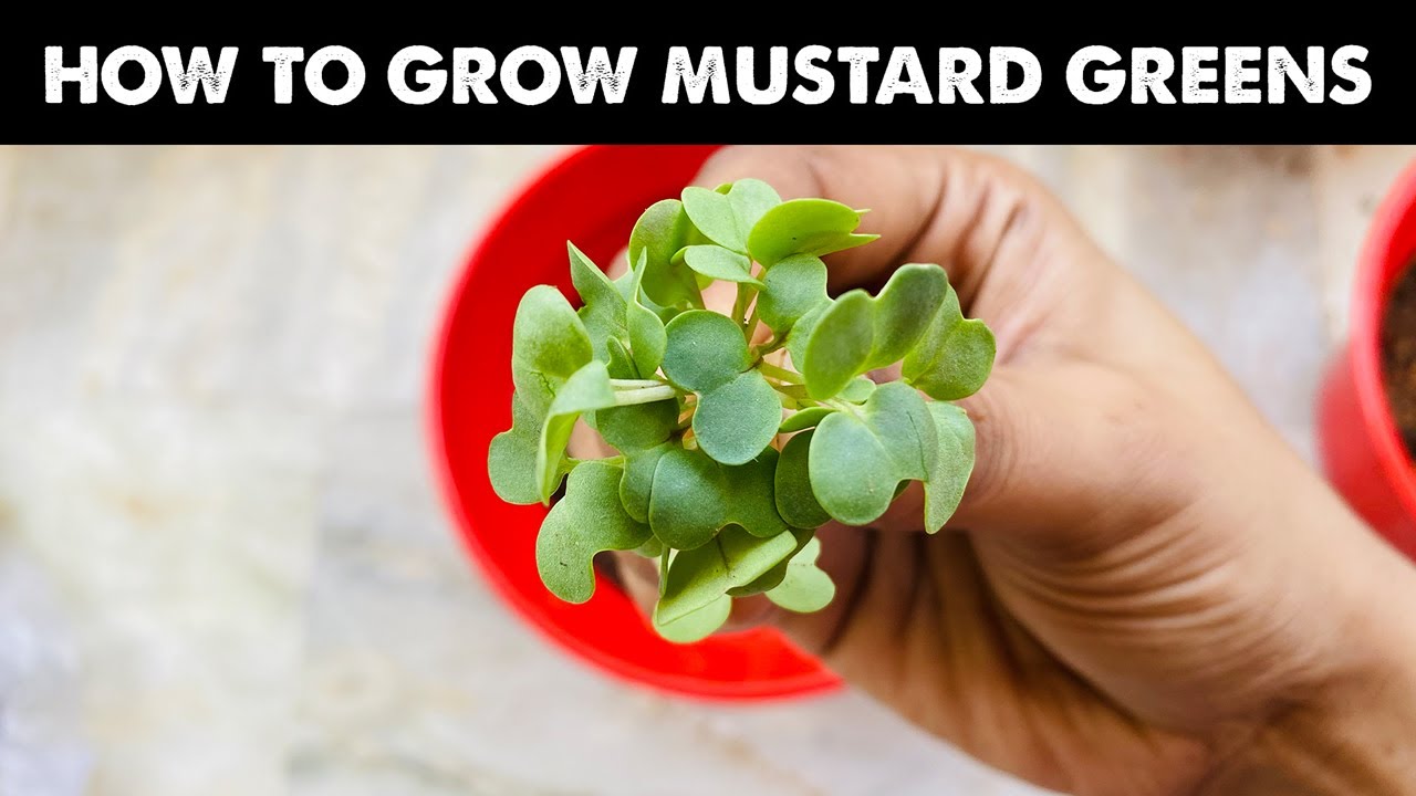 How To Grow Mustard Greens in a Container at Home with Soil | Harvest Growing Mustard Green | Garden