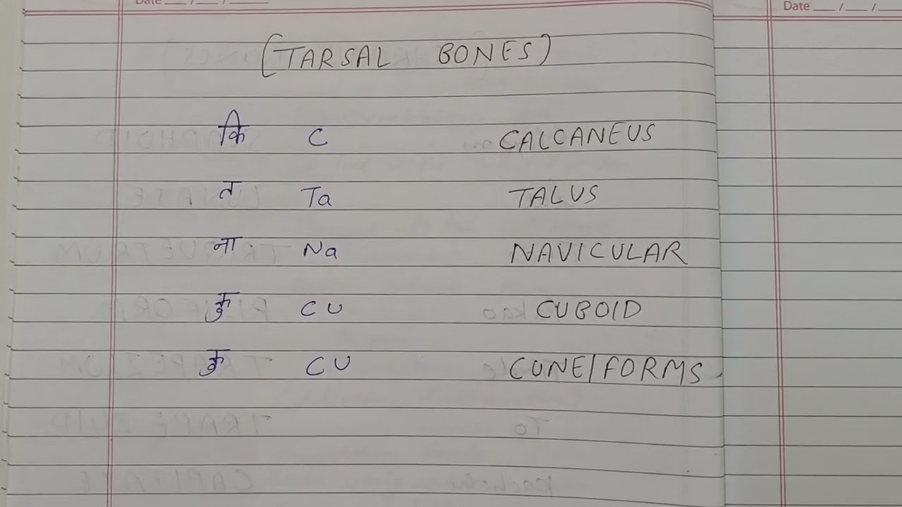 Anatomy hindi Tarsal bone trick neumonic