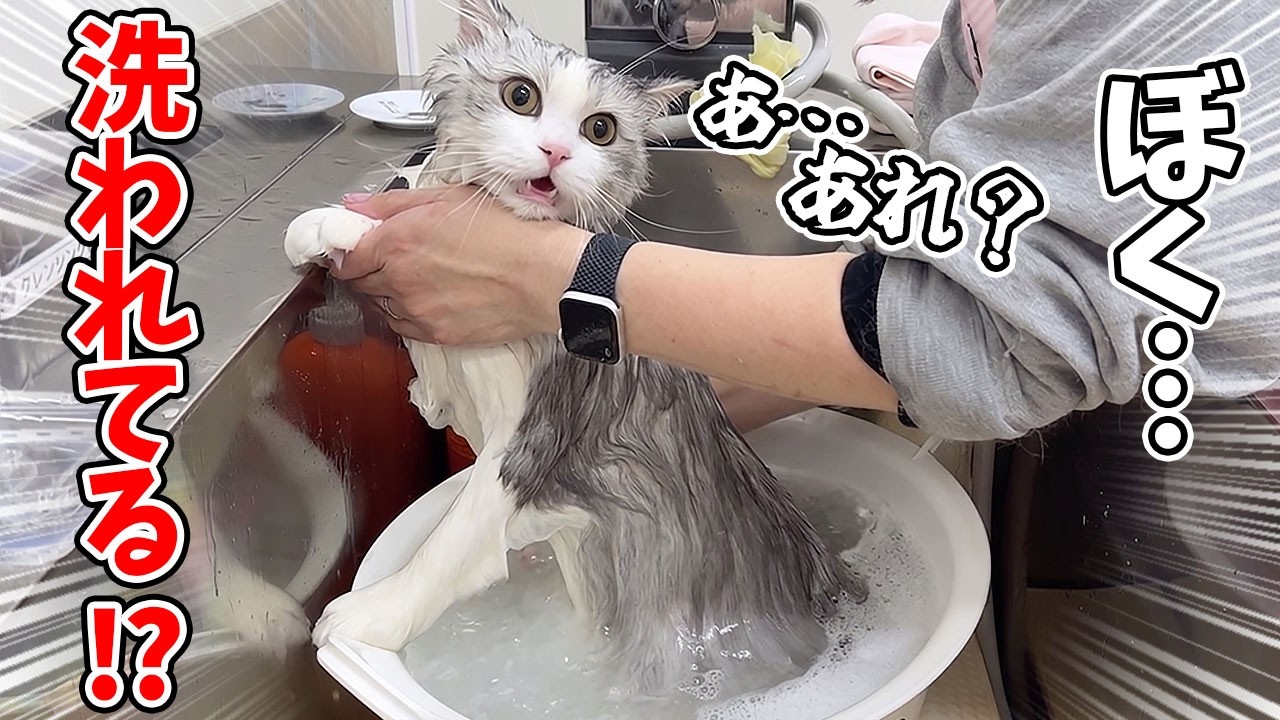 お出かけだと思っていたらシャンプーだった子猫