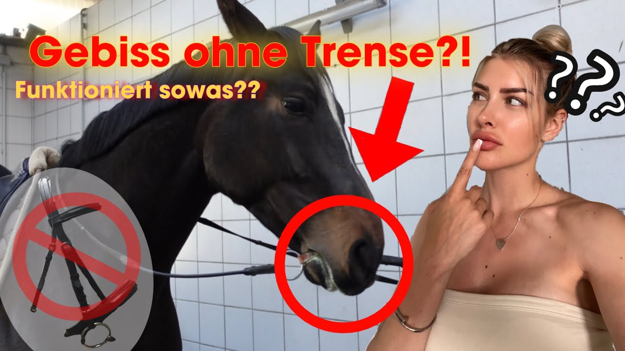 Ich reite meine Pferde nur mit Gebiss? Funktioniert sowas?! annchenaugustine
