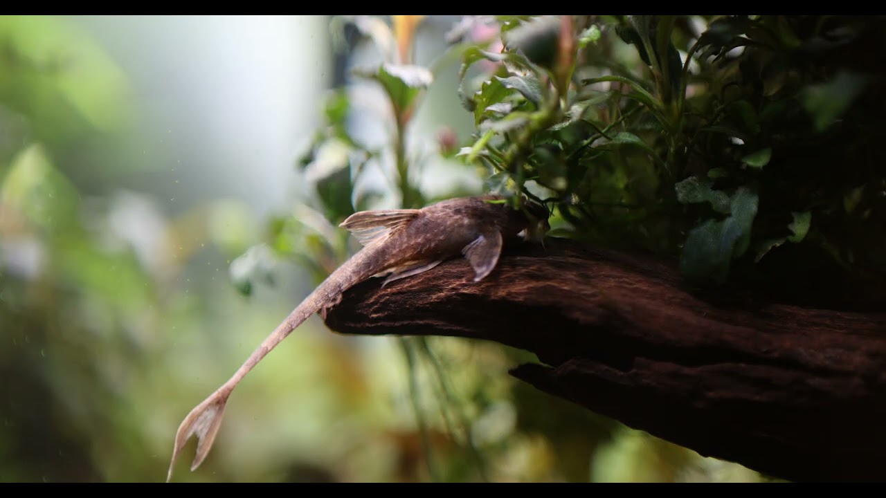 A Female Chocolate Whiptail Taking a Rest