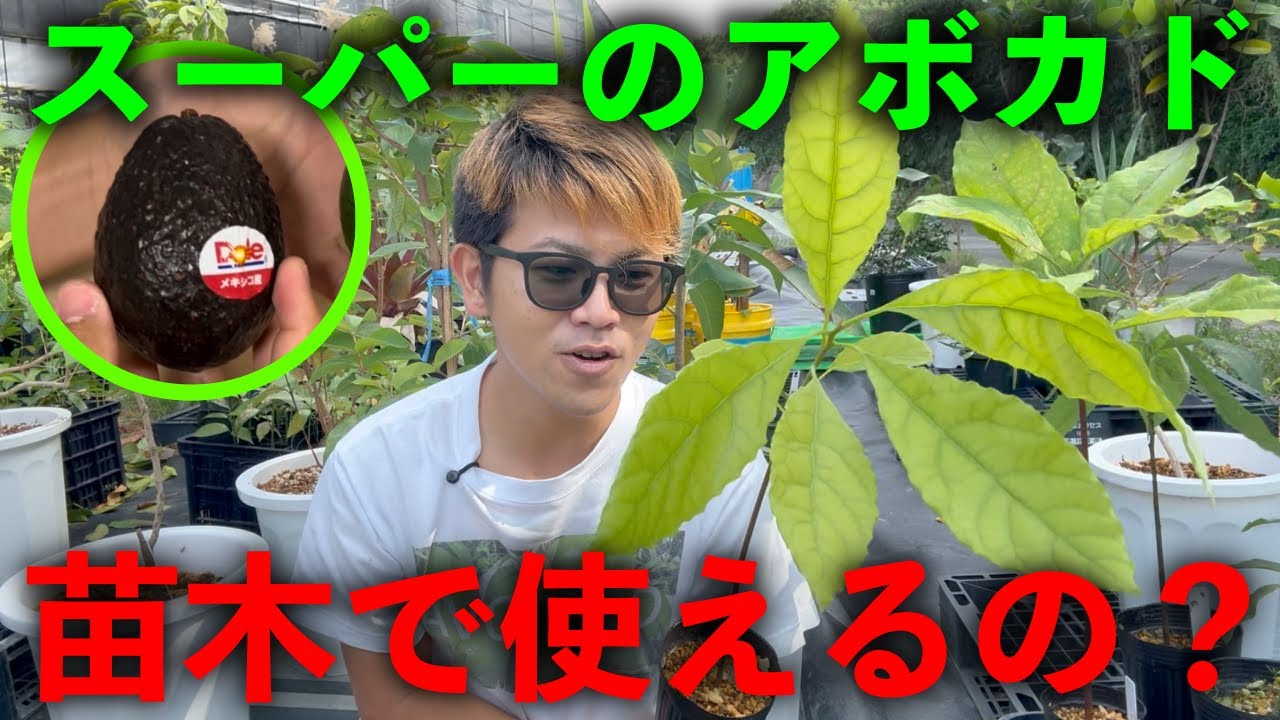 スーパーで買ったアボカドは苗木として使えるのか？解説します．