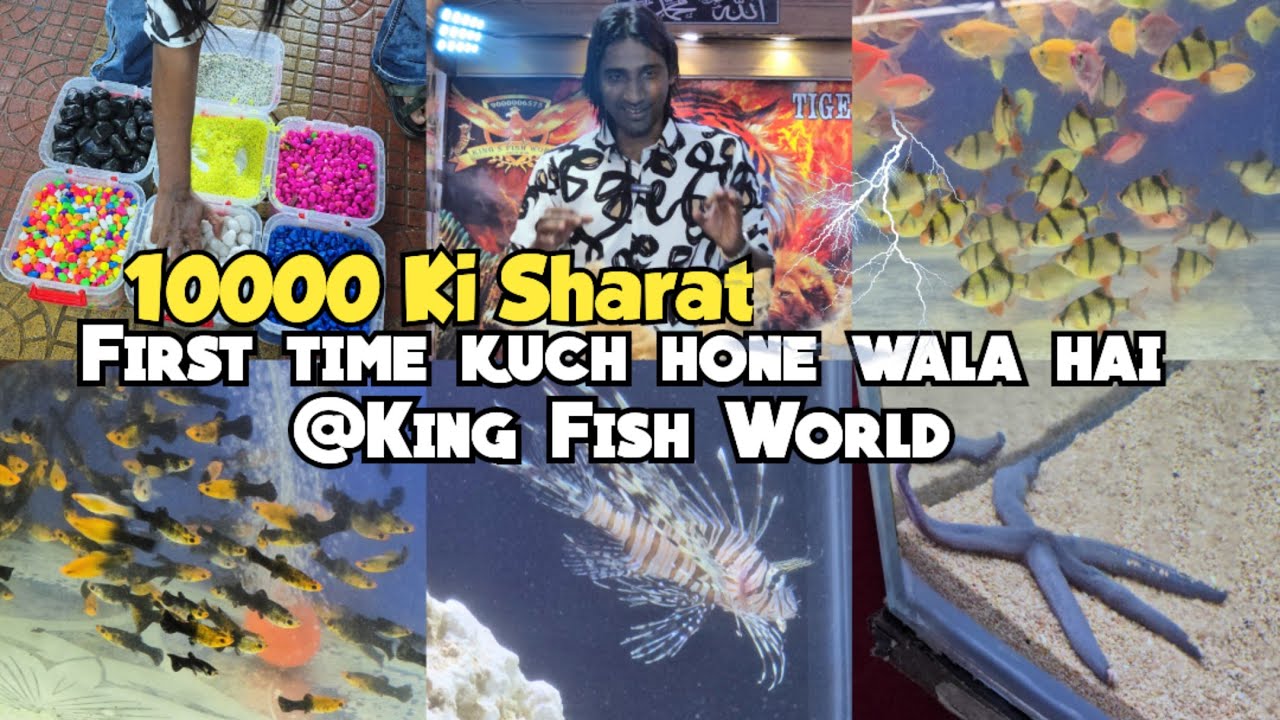 King's fish world pet's hub ka challenge for 1 week | Sunday offer on Fishe's | Marine aquariums set