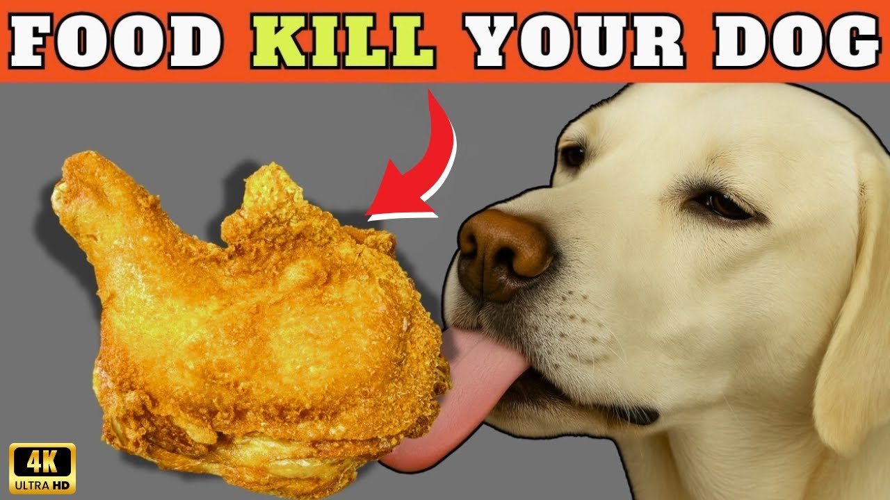 Top 16 Foods You Should NEVER Feed Your Dog  (Even If They LOVE Them)