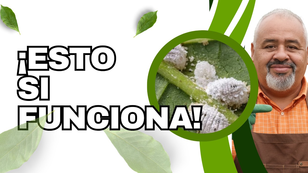 ¿Cuál es el mejor remedio casero para plantas? Basta de trucos falsos: El remedio casero efectivo.