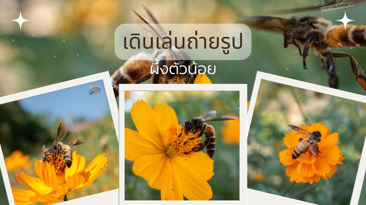 ตามหาถ่ายผึ้งตัวน้อยพร้อมชมคลิป รูปภาพสวย ๆ