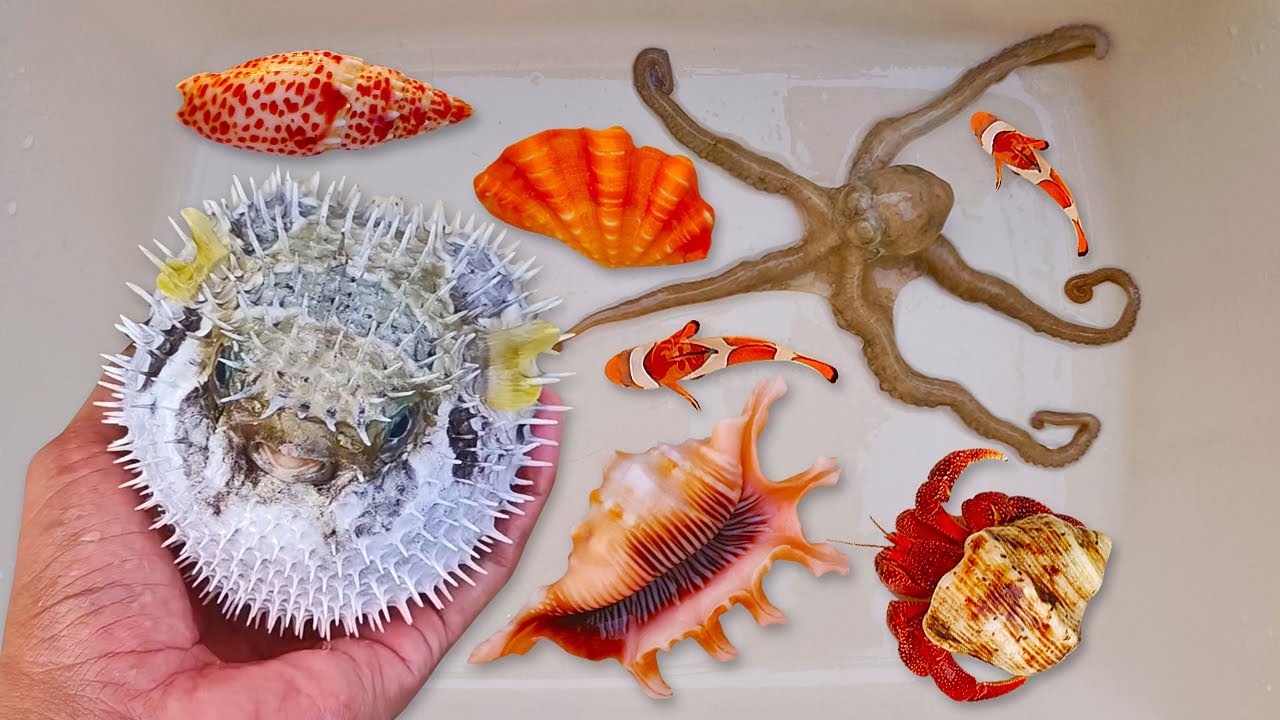 Tangkap ikan buntal dan kelomang, siput, keong, belut, kepiting, ikan laut, ikan nemo, gurita