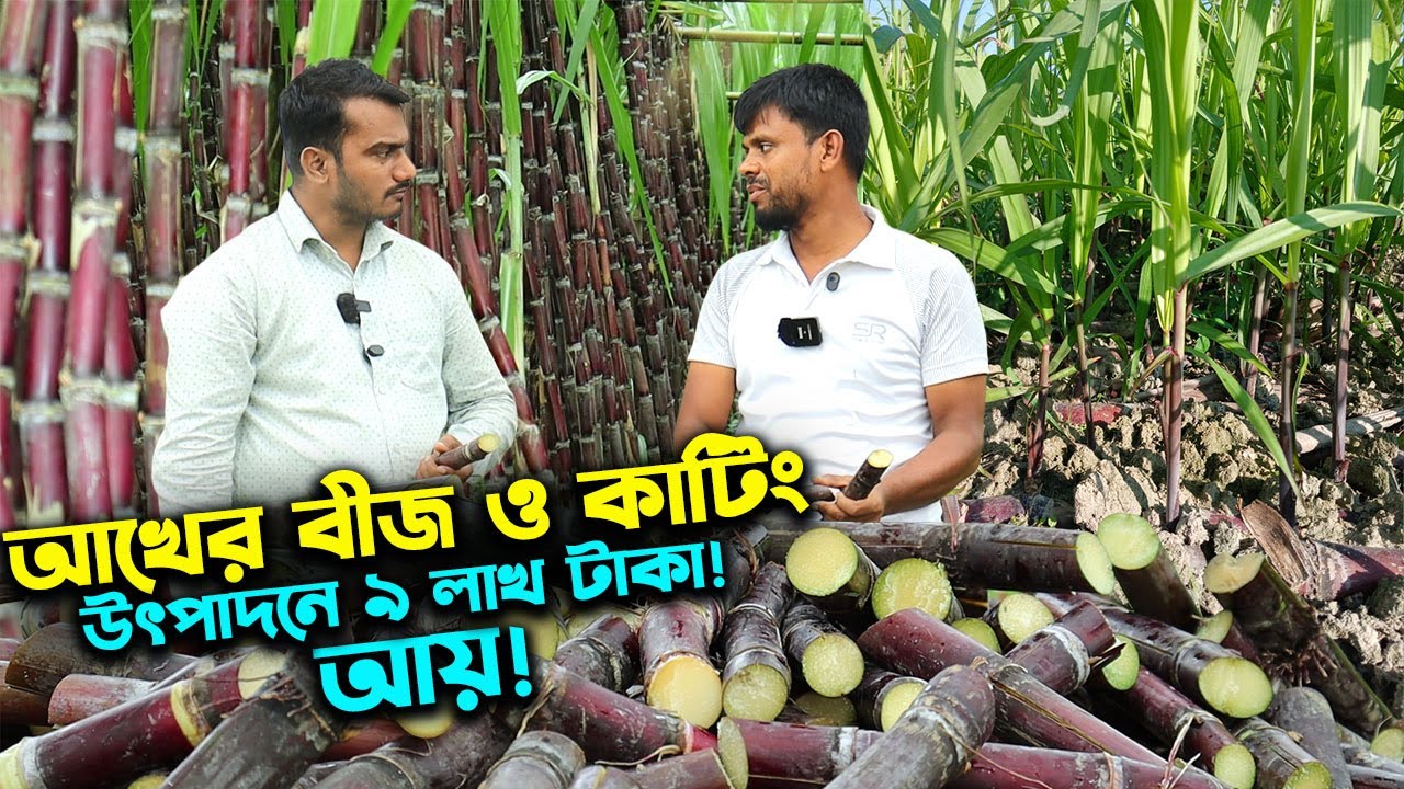 মিষ্টি আখের বীজ উৎপাদন ও কাটিং করে বিঘায় বিক্রি করছেন ৯ লাখ টাকা | উদ্যোক্তার খোঁজে