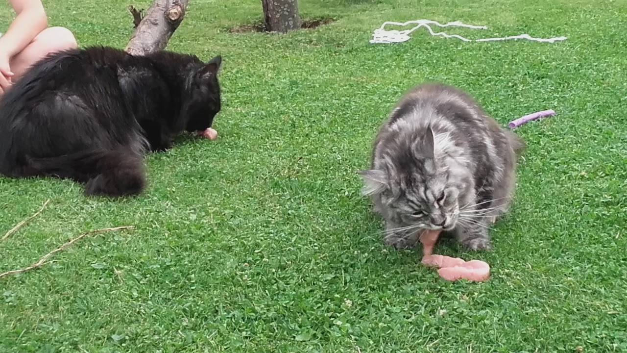 Maine-Coon Delany und  Don Devito of Haycreek Im Freigehege mit Katzenbrücke und Katzensteg
