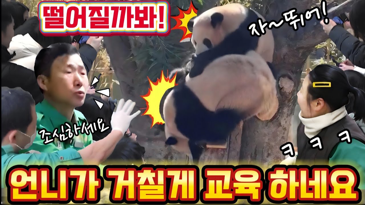 에버랜드 판다월드 2월 28일 루이 언니 께서 동탱에게 거칠게 훈육을 하는것 같네요 