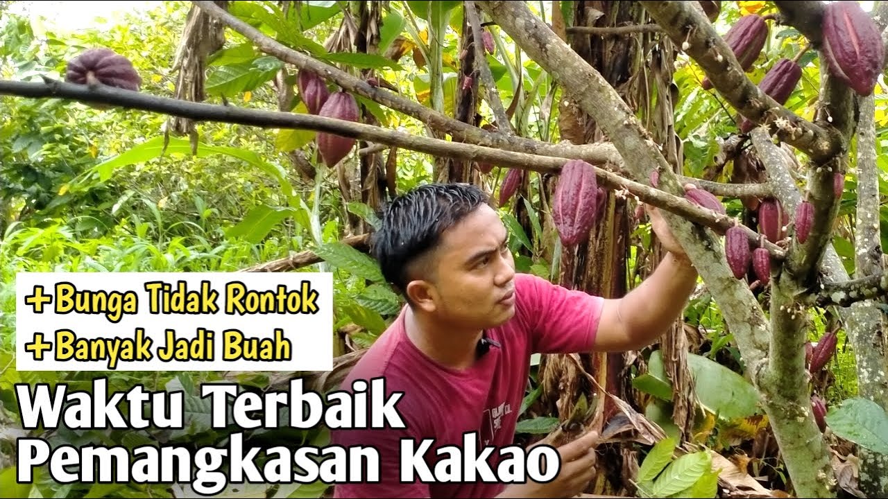 WAKTU TERBAIK PEMANGKASAN KAKAO AGAR BUNGANYA BANYAK JADI BUAH❗