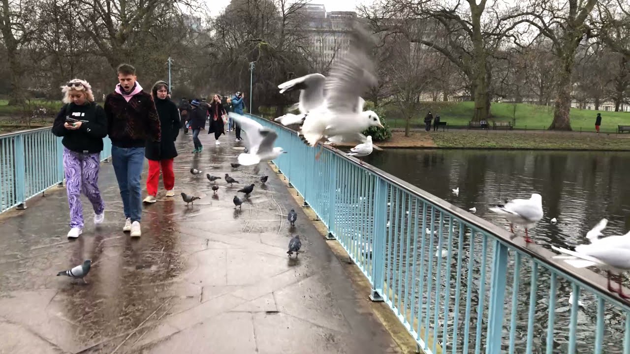 London Winter Morning Walk - St James's Park to Westminster - 4K - [Commentary in subtitles]