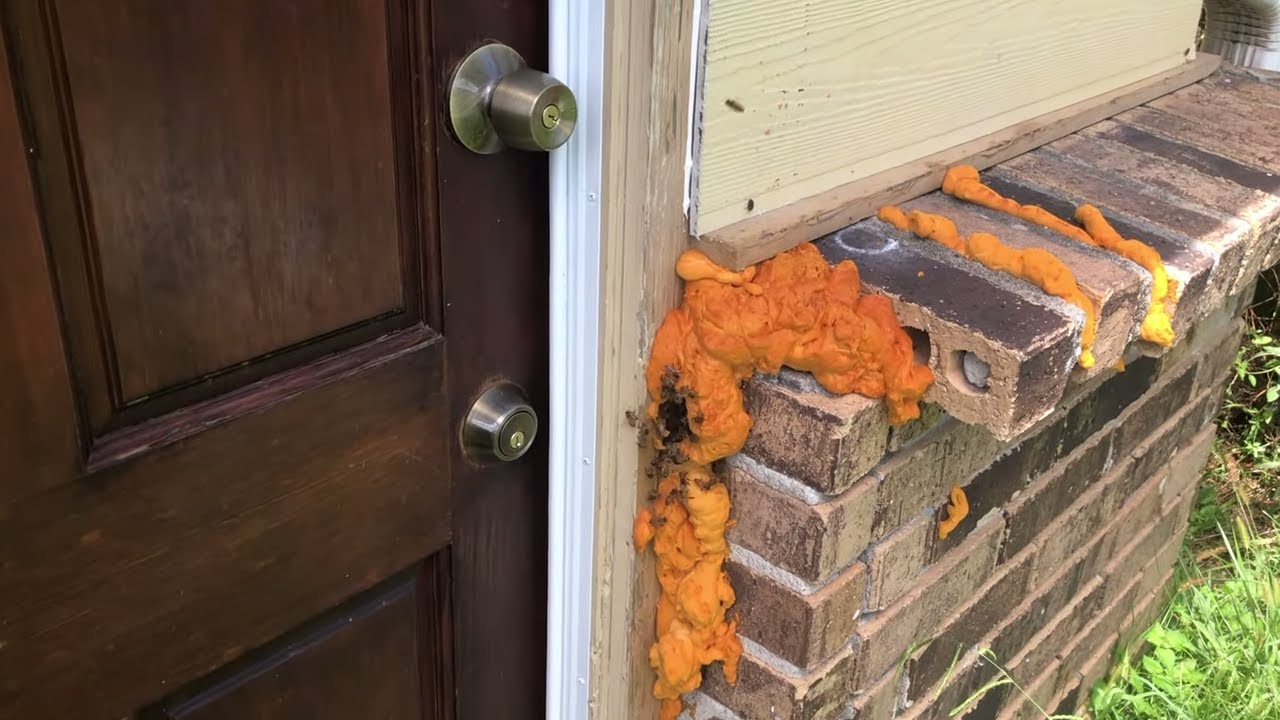 Bees Vs Spray Foam 