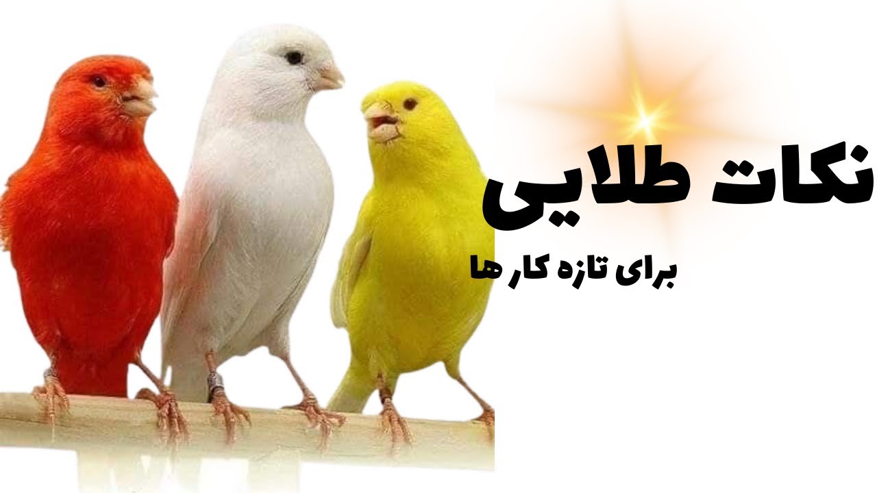 «3 نکته طلایی برای مبتدی های قناری که هیچ کس بهت نمیگه!قسمت اول»✅