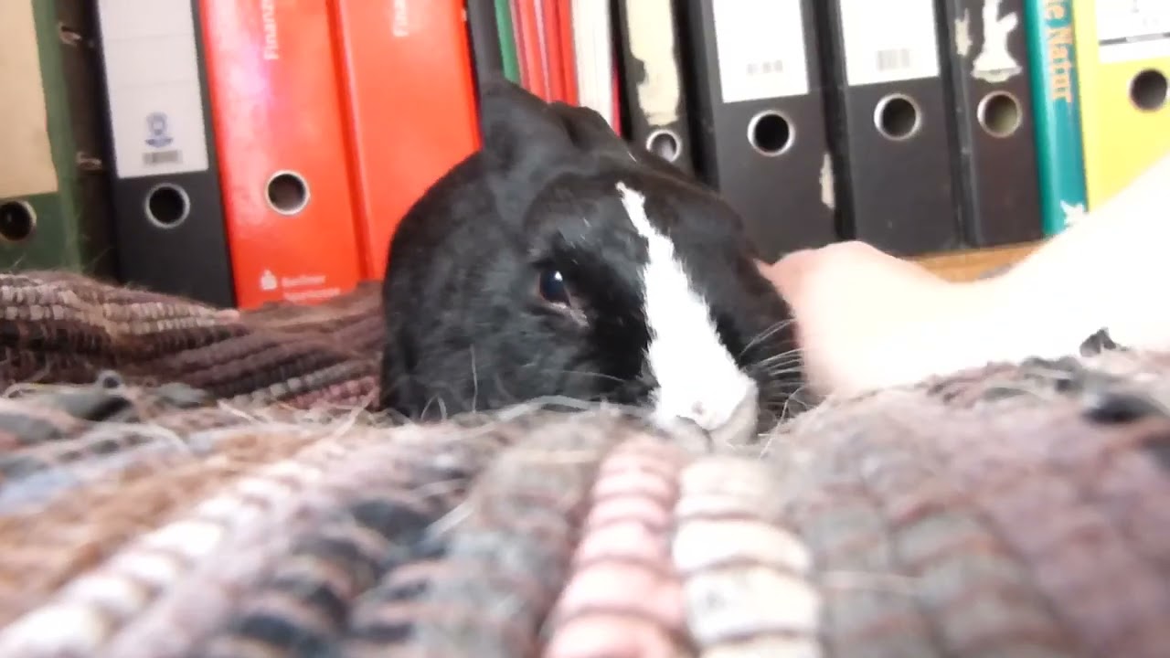 Kaninchen Jilliel; Bambi (31.10.14) 01 Jilliel wird bekuschelt