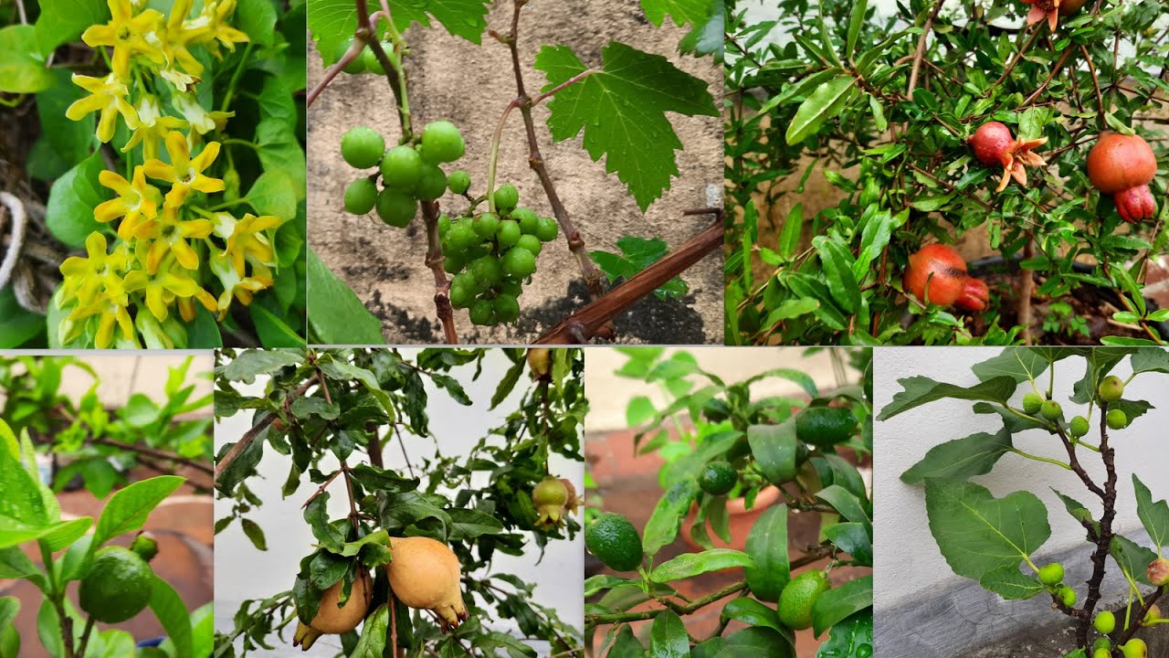700 சதுர அடியில் மொட்டை மாடி பழத் தோட்டம் | Fruit Terrace garden in Tamil | Mottai maadi thottam