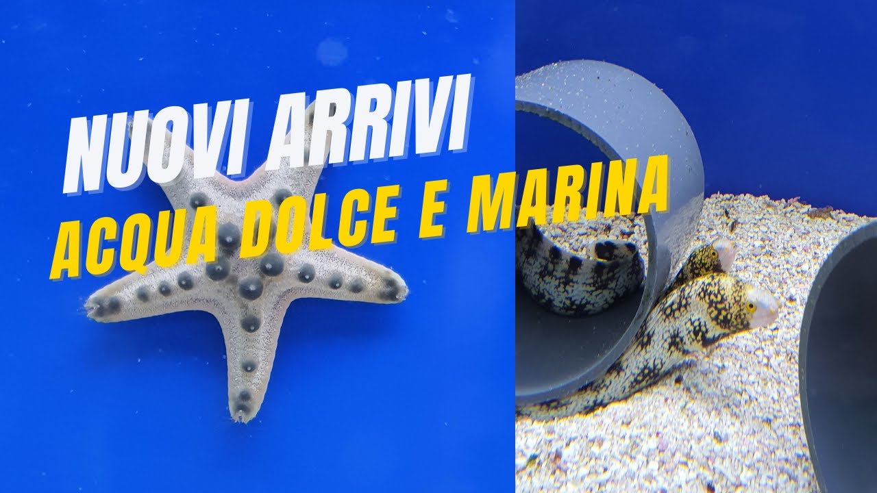🐠 NUOVI arrivi acqua DOLCE e MARINA 😍