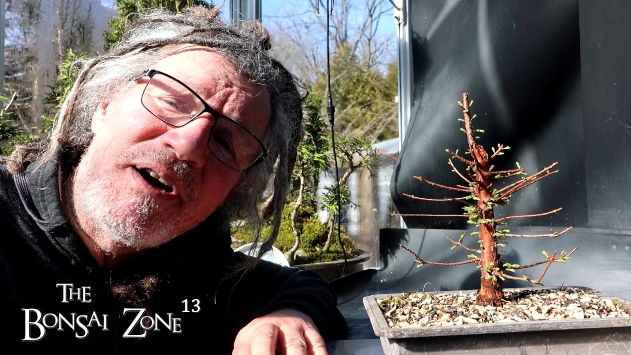 Repotting My Dawn Redwood, The Bonsai Zone, Mar 2026