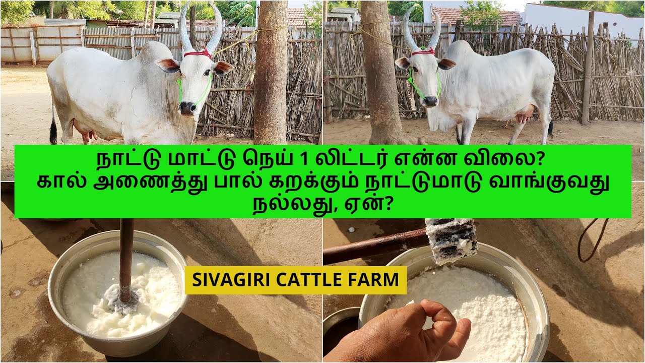 நாட்டு மாட்டு நெய் 1 லிட்டர் என்ன விலை? கால் அணைத்து பால் கறக்கும் நாட்டுமாடு வாங்குவது நல்லது, ஏன்?