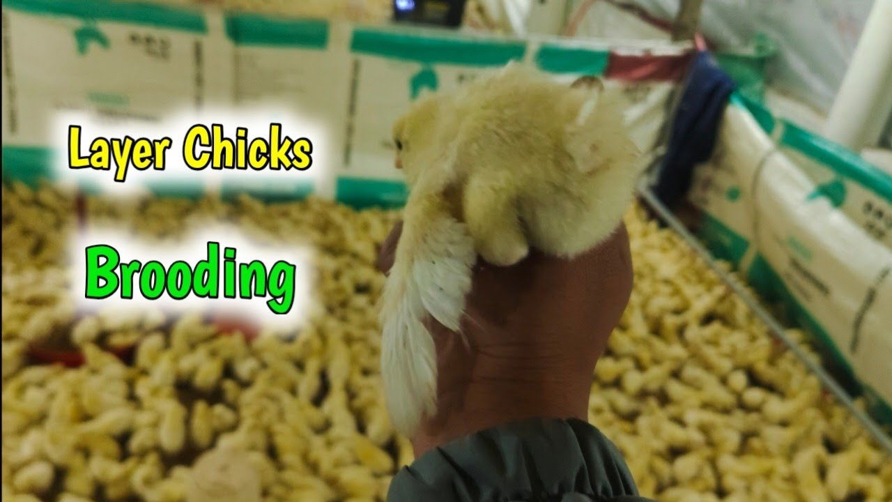Layer Chicks 🐥🐣 Brooding 