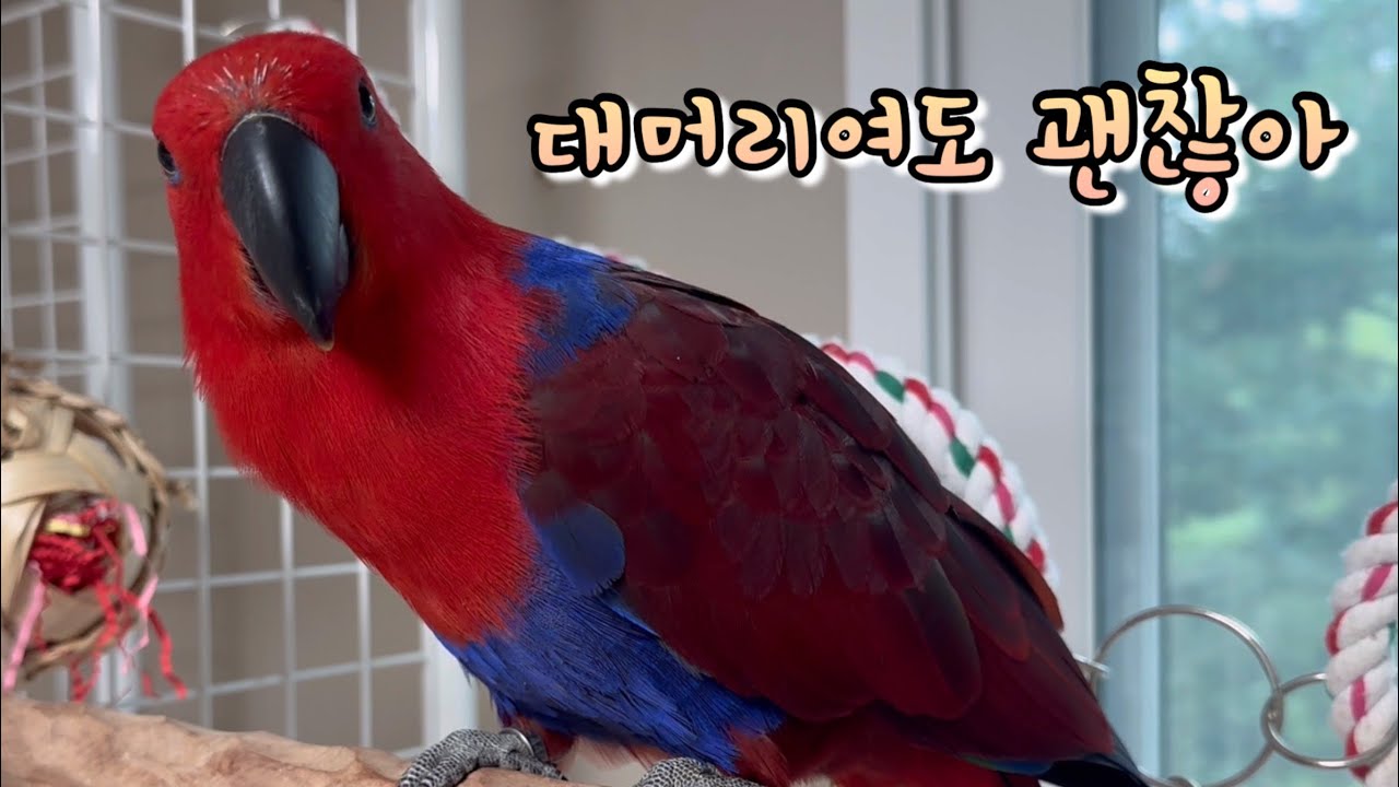 [젤리/정보] 대머리여도 예뻐해주실거죠..? 앵무새 깃털 이야기🪶