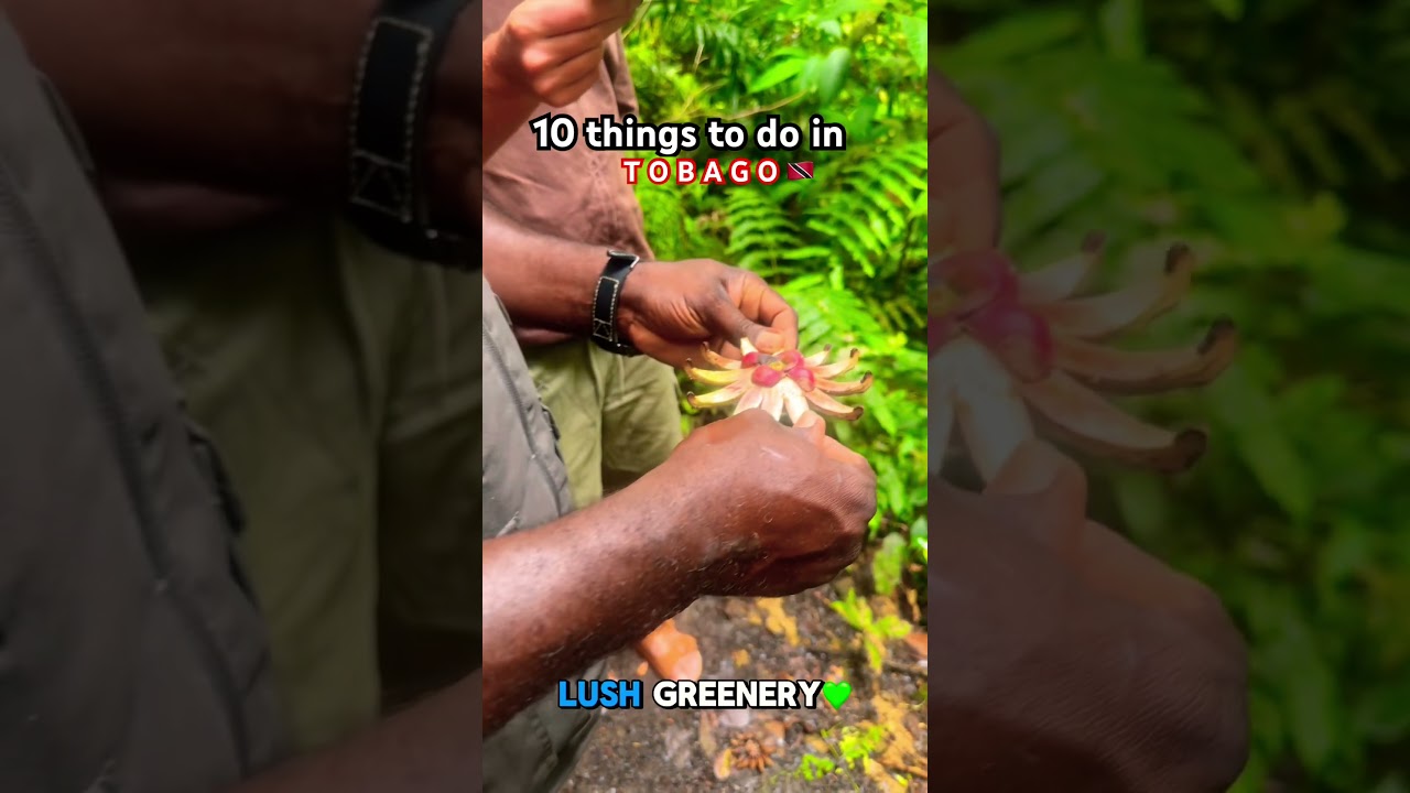 TEN THINGS TO DO IN TOBAGO🇹🇹