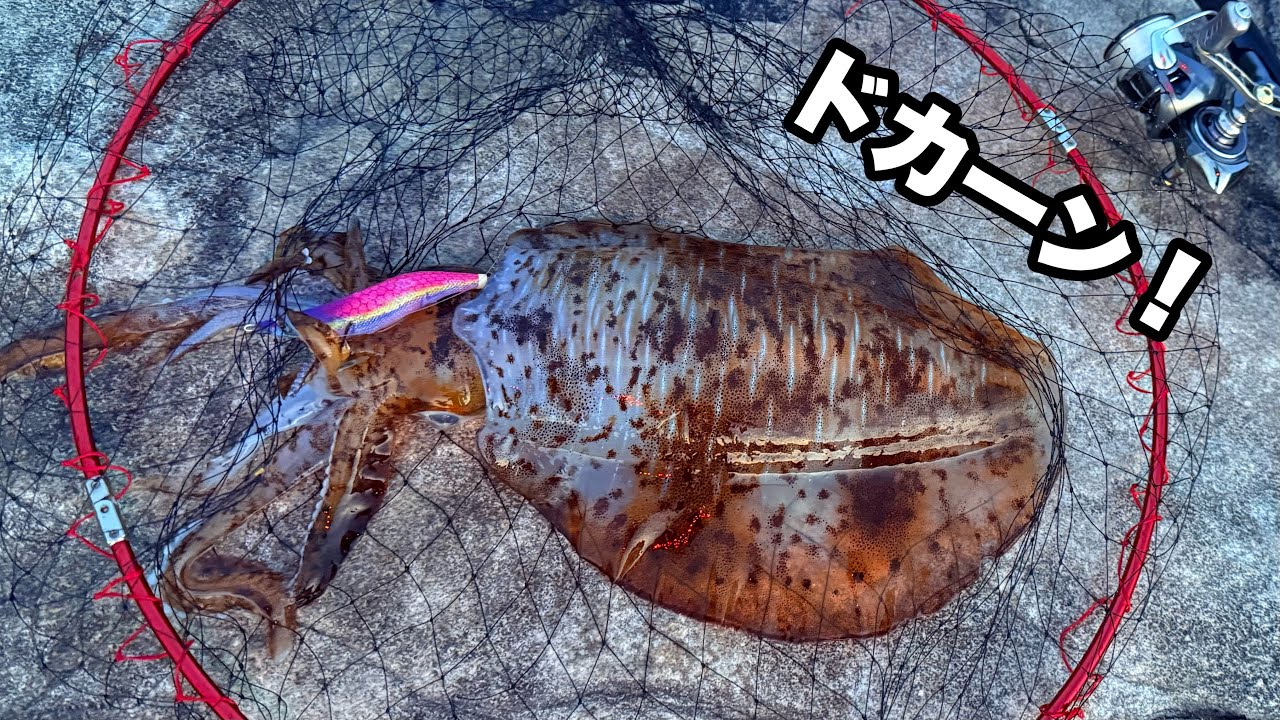 【エギング】初心者に伝えたい。デカイカはこのタイミングで抱きます！